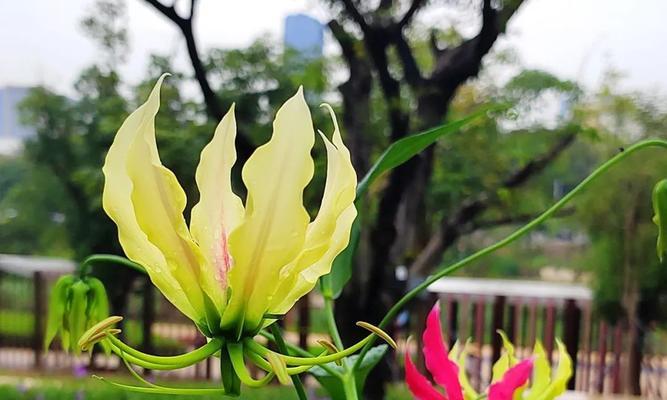 以嘉兰花语的含义及象征意义（探索以嘉兰花语所传达的美丽与深情）