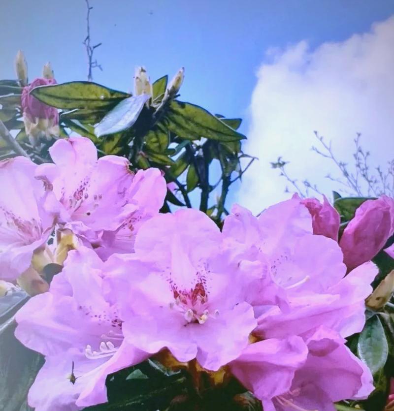 杜鹃花的象征意义（揭示花朵背后的寓意与情感）