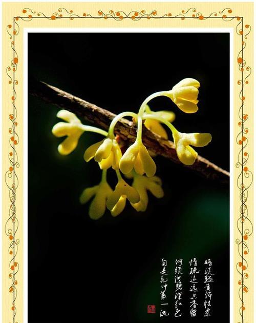 桂花开花寓意（香气四溢，内涵丰富，桂花的开花寓意）