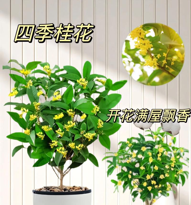 桂花开花寓意（香气四溢，内涵丰富，桂花的开花寓意）