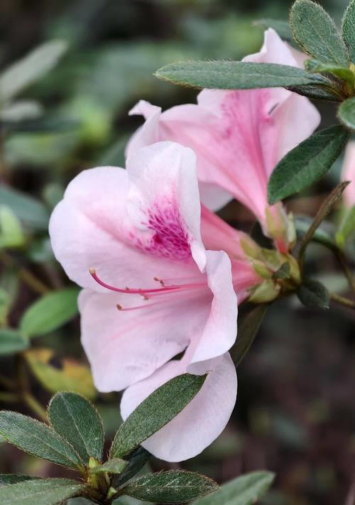 世间杜鹃花色彩绚芳华（探寻杜鹃花色的花语之意）