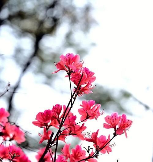 世间杜鹃花色彩绚芳华（探寻杜鹃花色的花语之意）