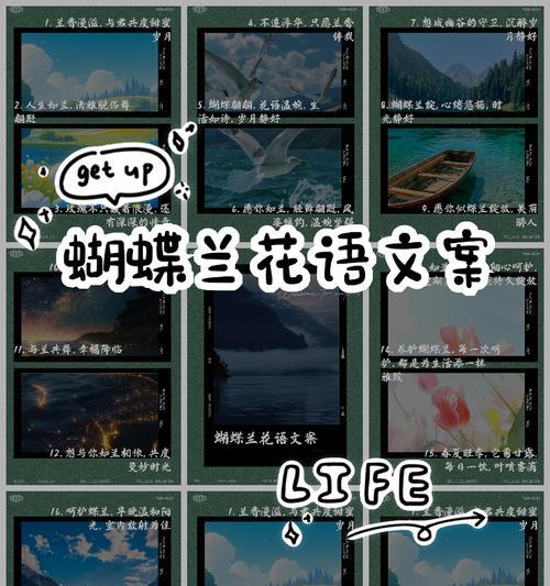 台湾蝴蝶兰（探寻蝴蝶兰的花语与美妙世界）