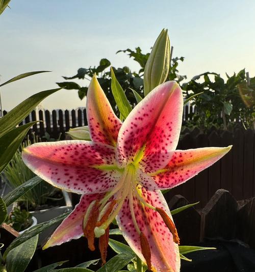 百合花长势的意义及影响因素探析（揭开百合花长势背后的秘密，为美丽而生的奇迹）