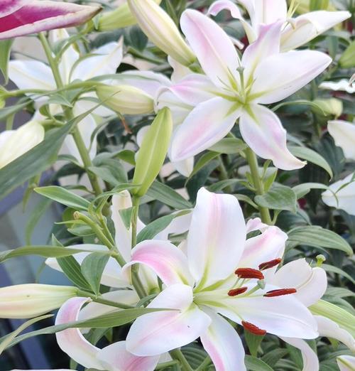 百合花长势的意义及影响因素探析（揭开百合花长势背后的秘密，为美丽而生的奇迹）