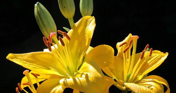 百合花长势的意义及影响因素探析（揭开百合花长势背后的秘密，为美丽而生的奇迹）