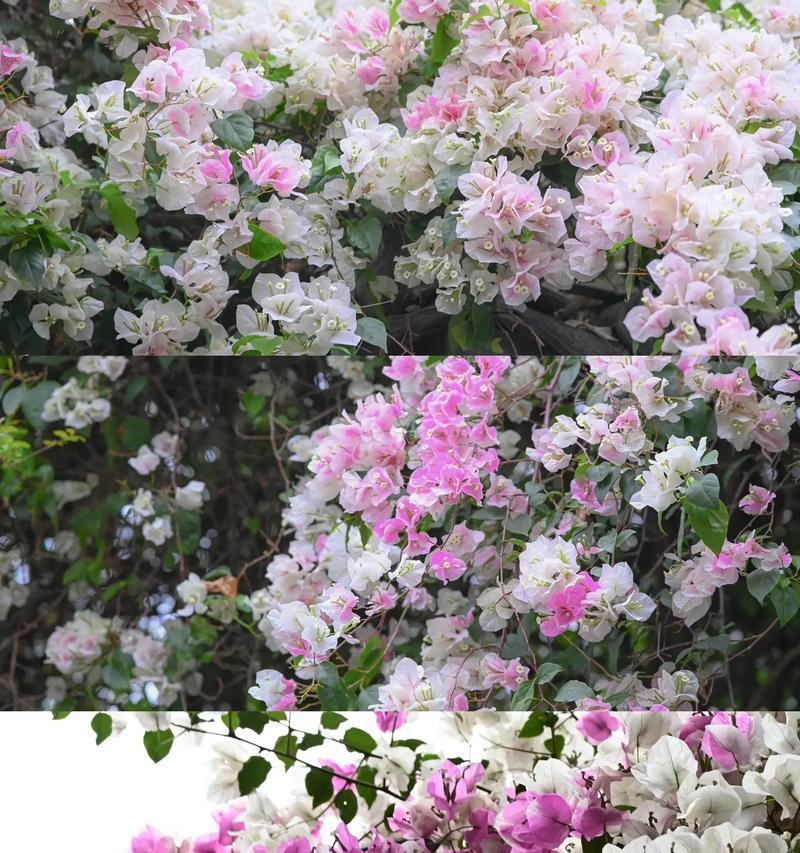 热情之花（康乃馨花语的热情和激情，让世界充满活力）
