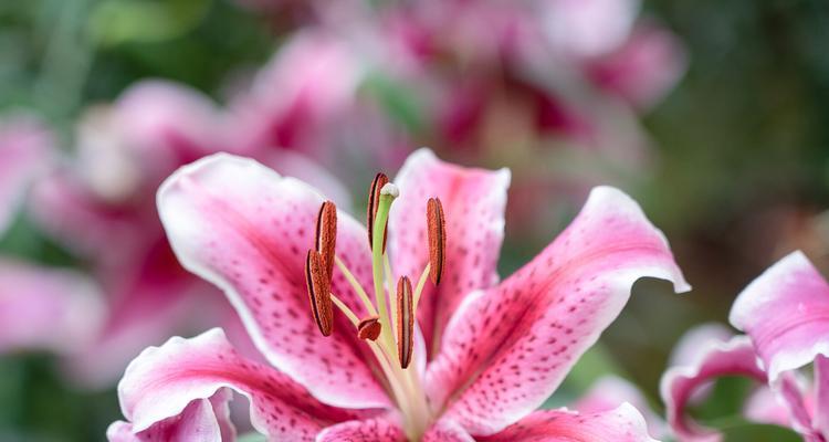 粉色百合的花语之美（绽放爱与守护的温柔）