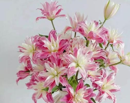 粉色百合的花语之美（绽放爱与守护的温柔）