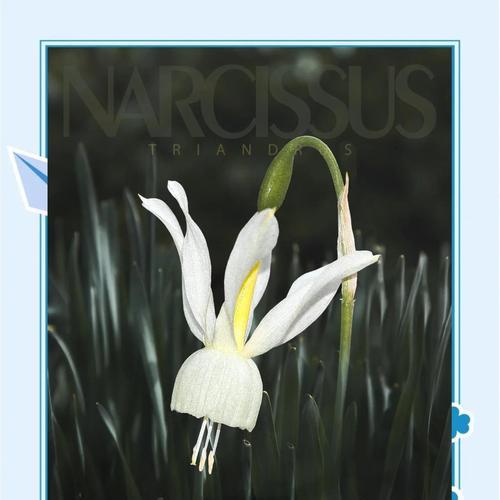蒲公英与鸢尾花（探寻蒲公英与鸢尾花的花语，传递爱与希望的信息）