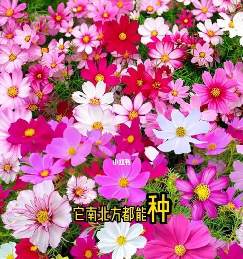 格桑花的花语及含义（探寻格桑花的深意与寓意）