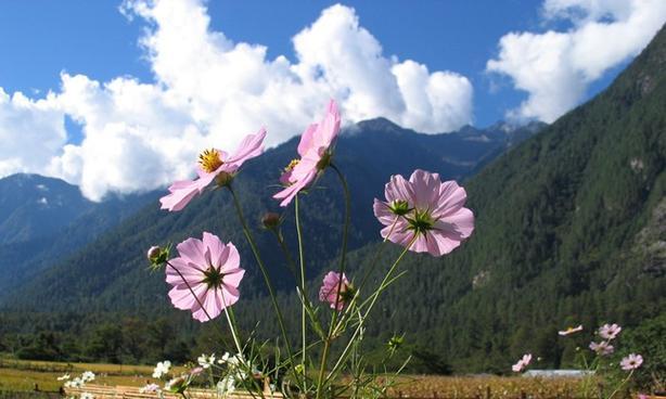 格桑花的花语及含义（探寻格桑花的深意与寓意）