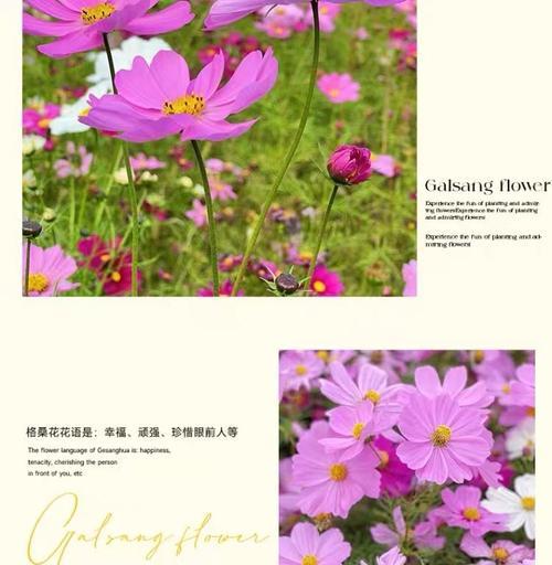 格桑花的花语及含义（探寻格桑花的深意与寓意）