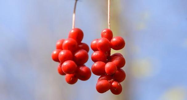 红豆花语（探寻红豆花语的深层含义）
