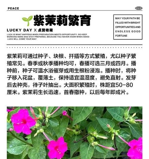 紫茉莉花语（揭秘紫茉莉花所传达的美丽花语）