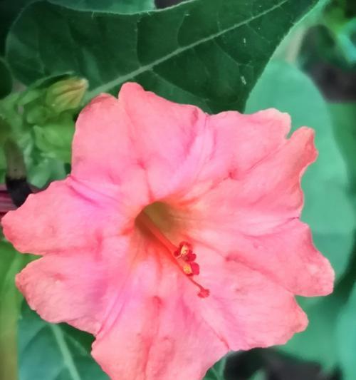 紫茉莉花语（揭秘紫茉莉花所传达的美丽花语）
