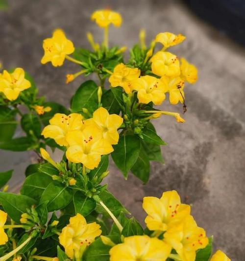 紫茉莉花语（揭秘紫茉莉花所传达的美丽花语）