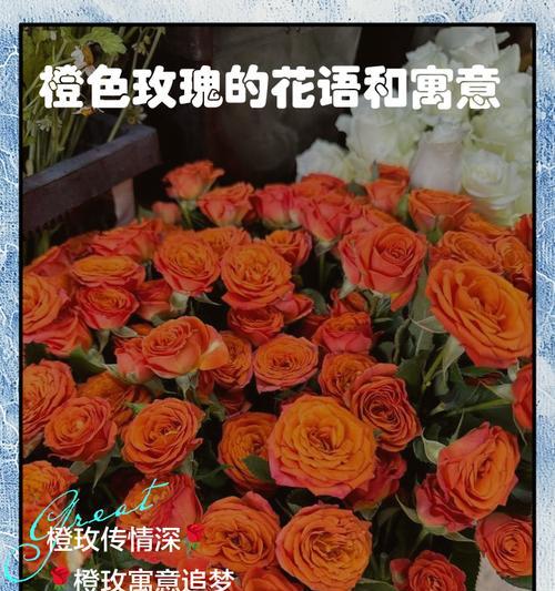 玫瑰花的花语与寓意（玫瑰花的情感表达与象征意义）