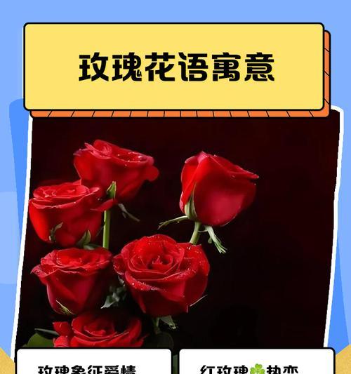 玫瑰花的花语与寓意（玫瑰花的情感表达与象征意义）