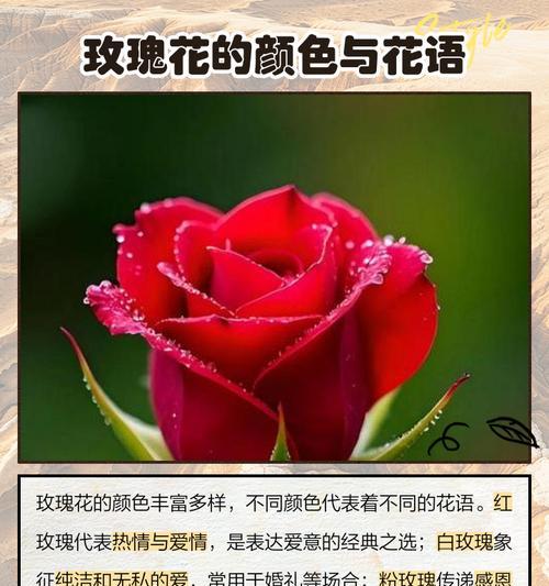 玫瑰花的花语与寓意（玫瑰花的情感表达与象征意义）