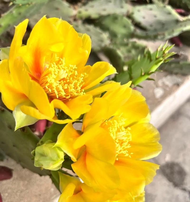 花语孤独（寂寞的花语，寻觅着心灵的陪伴）