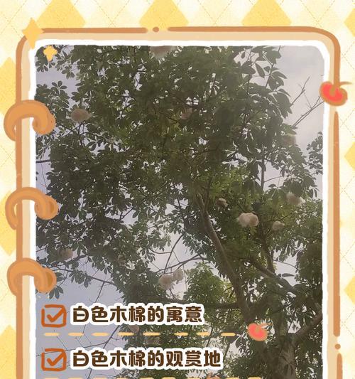木棉花（探寻木棉花的花语及寓意）