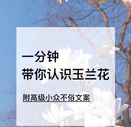 玉兰花的意义与象征——传达纯洁与坚韧的美（探索玉兰花的深层含义和文化象征）