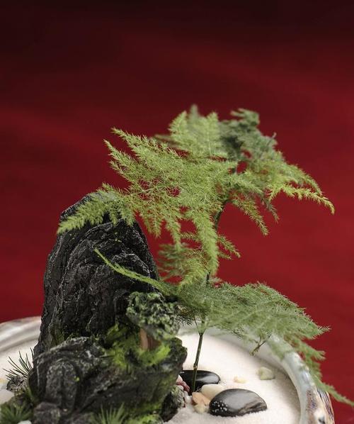 以武竹（揭秘以武竹的花语和寓意，了解它的美丽内涵）