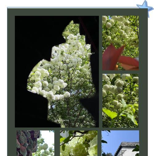 八仙花寓意与生活的启示（探寻八仙花的秘密，发现人生智慧之源）