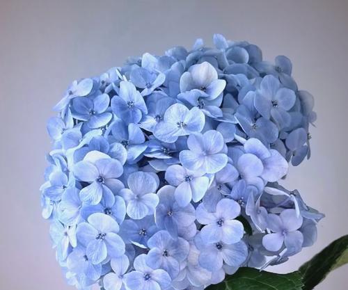 八仙花寓意与生活的启示（探寻八仙花的秘密，发现人生智慧之源）