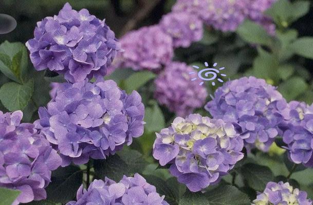 八仙花寓意与生活的启示（探寻八仙花的秘密，发现人生智慧之源）