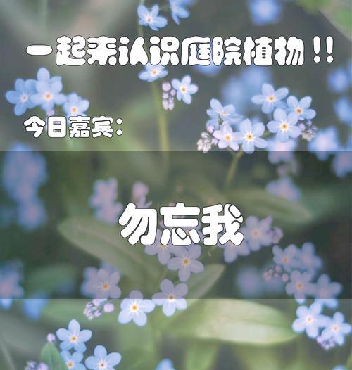 勿忘我花语与象征意义（探寻勿忘我花的花语和象征意义，了解它所代表的情感和价值）