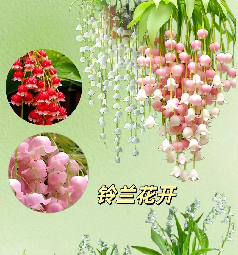 花开花语，传递美好情感（探寻花朵背后的花语之谜）