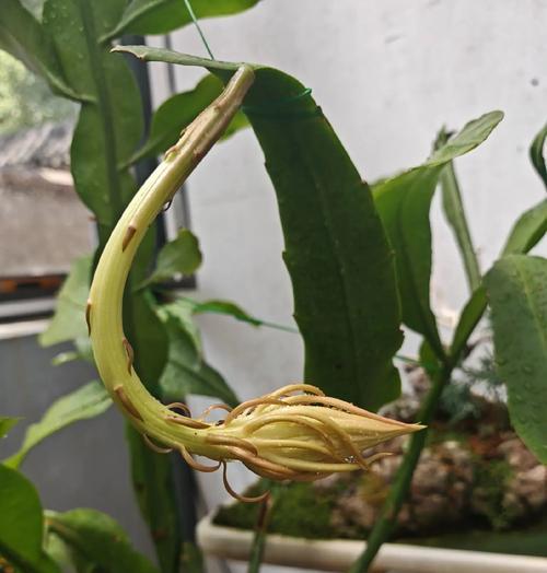 昙花的花语和寓意（探索昙花的深意，领悟生命的真谛）