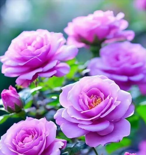 高贵之花（探寻几种代表高贵的花卉，品味尊贵与典雅）