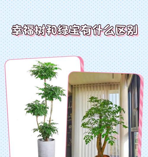 幸福树的花语——传递快乐与温馨（幸福树的花语及其象征意义）