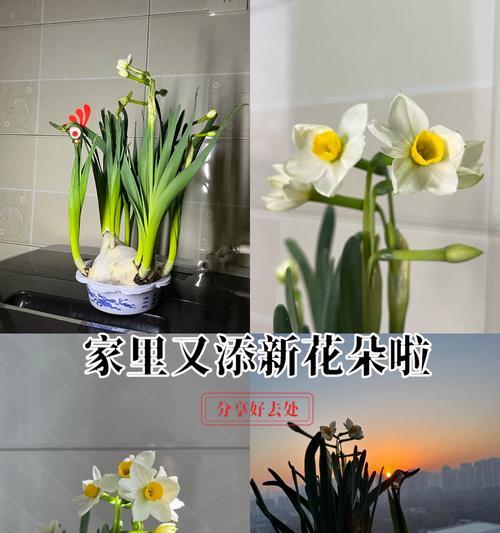 水仙花的意义与象征——唤醒内心的纯净与美丽（水仙花的由来、传说与文化影响）