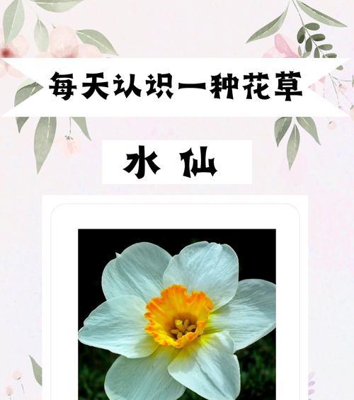 水仙花的意义与象征——唤醒内心的纯净与美丽（水仙花的由来、传说与文化影响）
