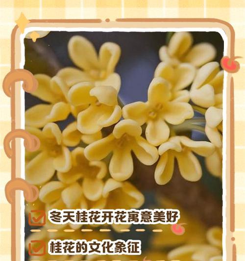 四季桂花（四季桂花的芳香传递幸福与希望）