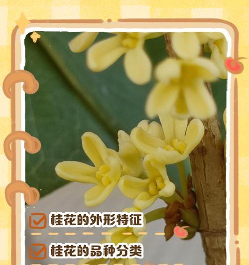 四季桂花（四季桂花的芳香传递幸福与希望）