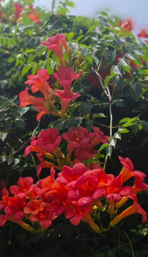 花开爱恋，永恒之美（寓意爱情长久的花千姿百态）