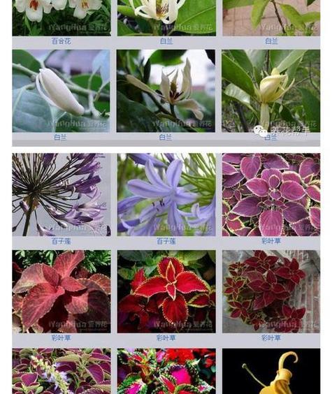 玫瑰花的种类和花语（探索玫瑰花的多样性和情感表达）
