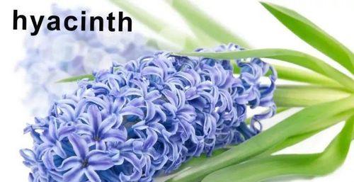 35朵玫瑰的花语与象征意义（解读35朵玫瑰所代表的浪漫与深情）